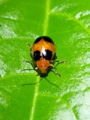 Galerucinae