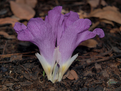 Siphonochilus rhodesicus