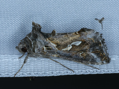 Chrysodeixis argentifera