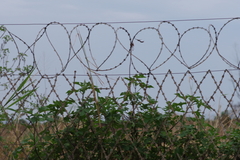 Tithonia diversifolia