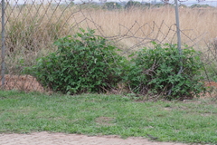 Tithonia diversifolia
