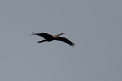 Anhinga melanogaster