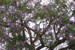 Jacaranda mimosifolia