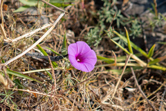 Ipomoea ternifolia ternifolia