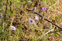 Ipomoea ternifolia ternifolia