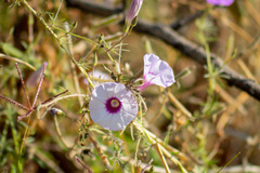 Ipomoea ternifolia ternifolia