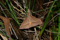 Epidesmia chilonaria