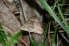 Dichromodes atrosignata