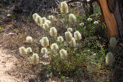 Ptilotus xerophilus