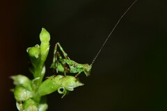 Caedicia