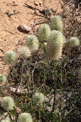 Ptilotus xerophilus