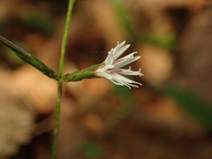 Ainsliaea apiculata