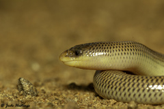 Acontias gracilicauda