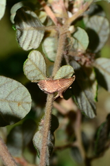 Persicoptera aglaopa