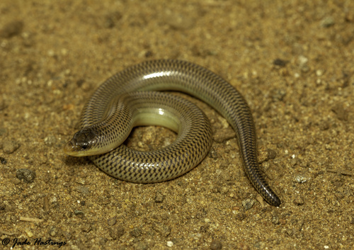 Thin-tailed Legless Skink