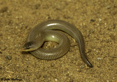 Acontias gracilicauda