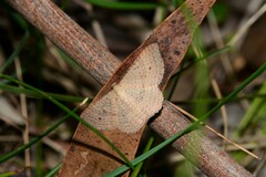 Epicyme rubropunctaria