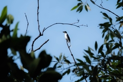 Pericrocotus divaricatus