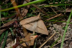 Epidesmia hypenaria