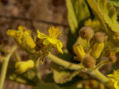 Triumfetta welwitschii