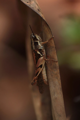 Catantops melanostictus
