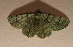 Aeolochroma hypochromaria