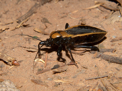 Ectrichodia crux