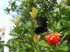 Papilio memnon heronus