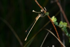 Austrolestes analis