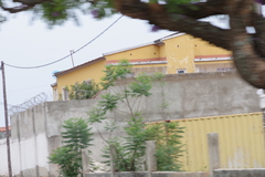 Jacaranda mimosifolia