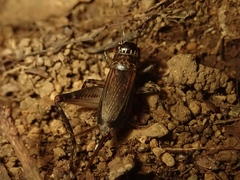 Loxoblemmus sylvestris