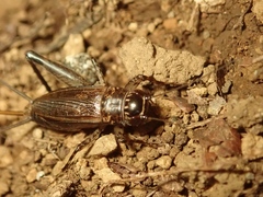 Loxoblemmus sylvestris