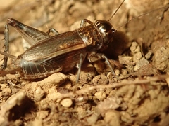 Loxoblemmus sylvestris