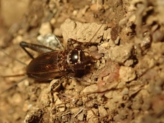 Loxoblemmus sylvestris