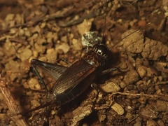 Loxoblemmus sylvestris