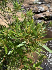 Tristaniopsis laurina