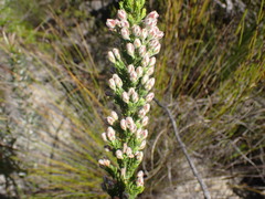 Erica densifolia