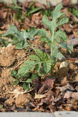 Agromyzidae