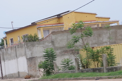 Jacaranda mimosifolia