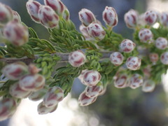 Erica densifolia
