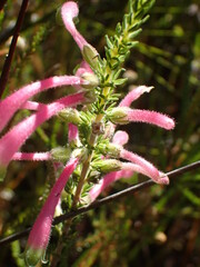 Erica densifolia