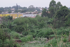 Musa