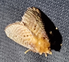 Doratifera quadriguttata