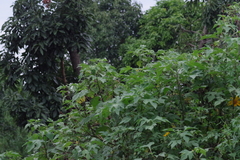 Tithonia diversifolia