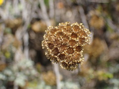 Helichrysum anomalum