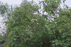 Tithonia diversifolia