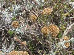 Helichrysum anomalum