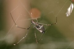 Argyrodes fissifrons