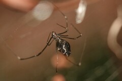 Argyrodes fissifrons