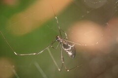 Argyrodes fissifrons